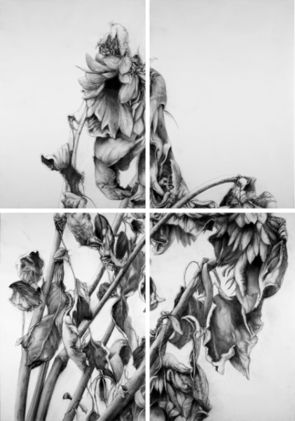 Sonnenblumen